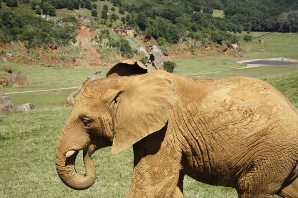 Elephant at Cabarceno ZOO, Spain