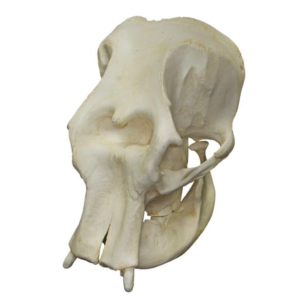 Elephant skull