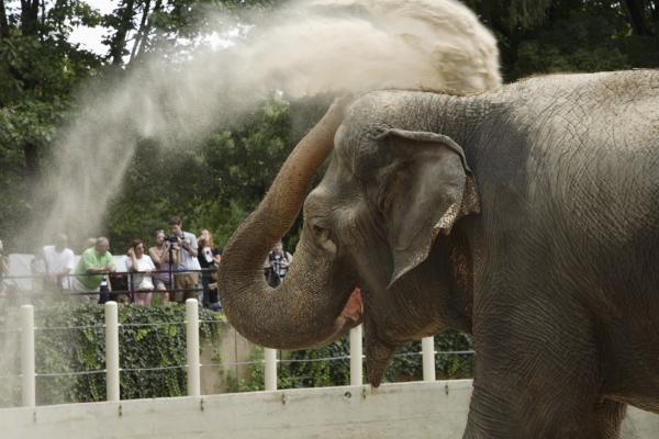 Elephant Throwing Sand