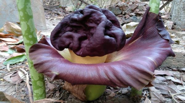 Elephant Yam Flower
