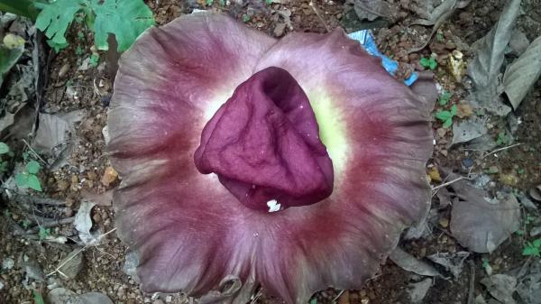 Elephant Yam Flower Top View