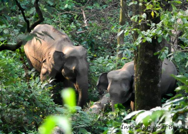 Elephants in Buxa