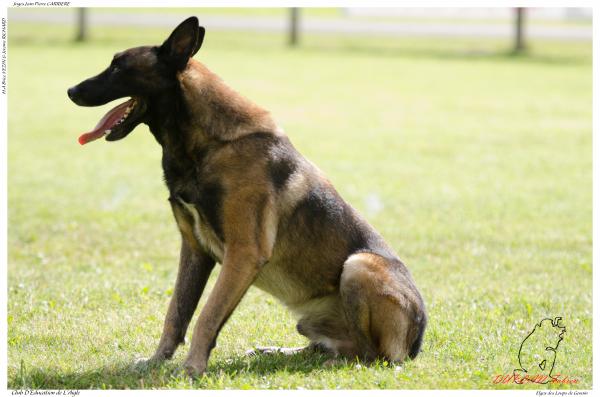 Elgos des Loups de Genain DUPLAN E - -3406