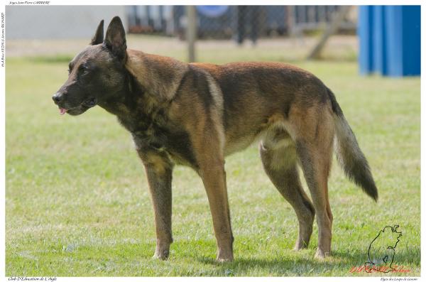 Elgos des Loups de Genain DUPLAN E - -3440