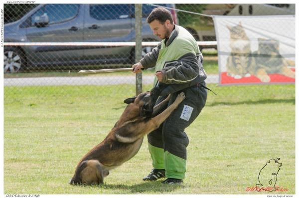 Elgos des Loups de Genain DUPLAN E - -3477