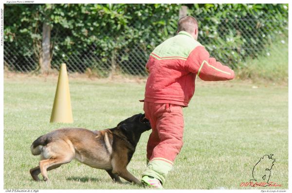 Elgos des Loups de Genain DUPLAN E - -3554