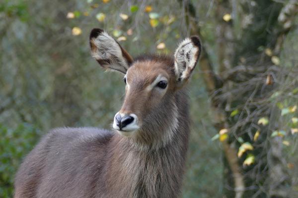 Elips waterbok Beekse bergen