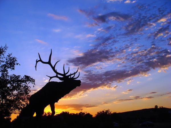 Elk Silhouette