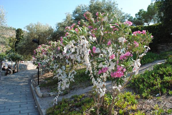 Embellished tree in Turkey