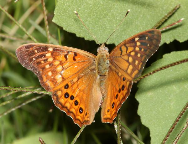 EMPEROR, TAWNY (Asterocampa clyton) (9-13-10) patagonia lake state park, scc, az -01