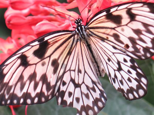 Enchanting Butterfly