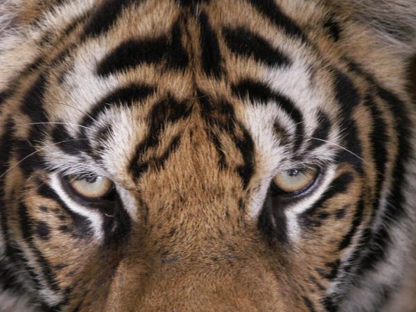 Endangered But Not Ready To Go