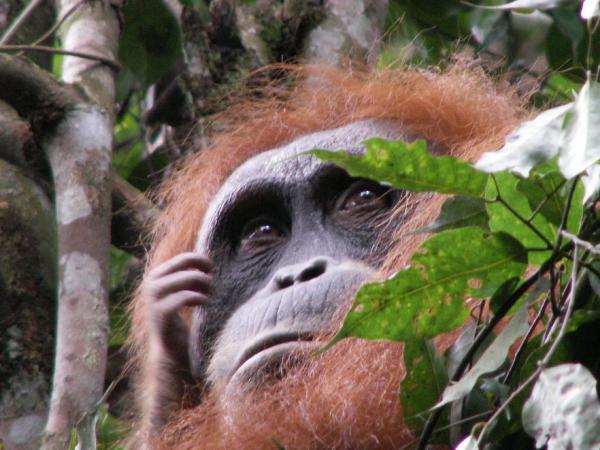Endangered - The Hand of Hope