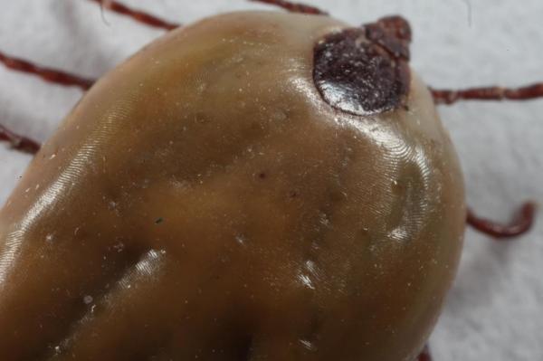 Engorged Tick macro