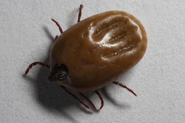 Engorged Tick macro