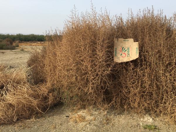 Enjoying the Natural California Central Valley Nature Scenery