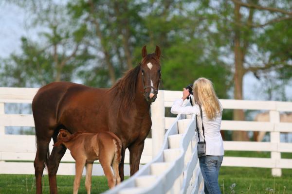 Equestrian