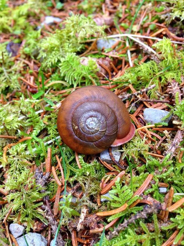 Escargot?