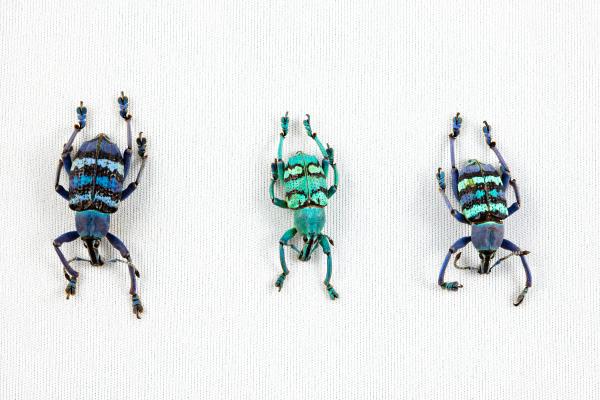 Eupholus Beetle Trio