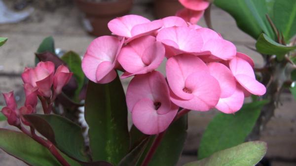 Thorns