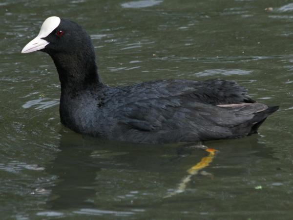 Eurasian coot