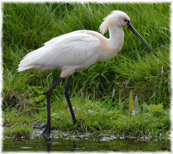Eurasian Spoonbill