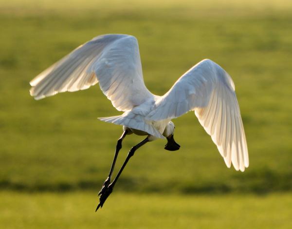 Eurasian Spoonbill