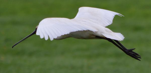 Eurasian Spoonbill