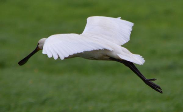 Eurasian Spoonbill
