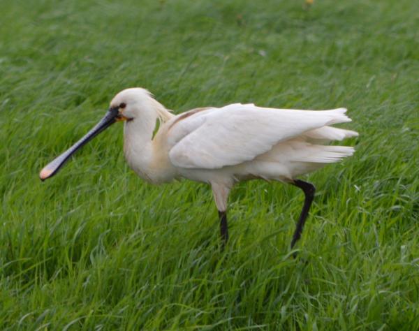 Eurasian Spoonbill