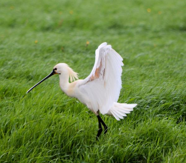 Eurasian Spoonbill