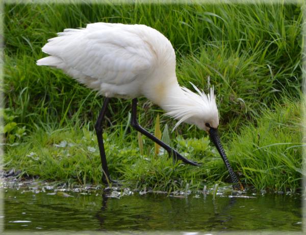 Eurasian Spoonbill