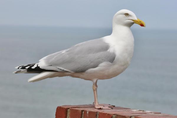 European Herring Gull