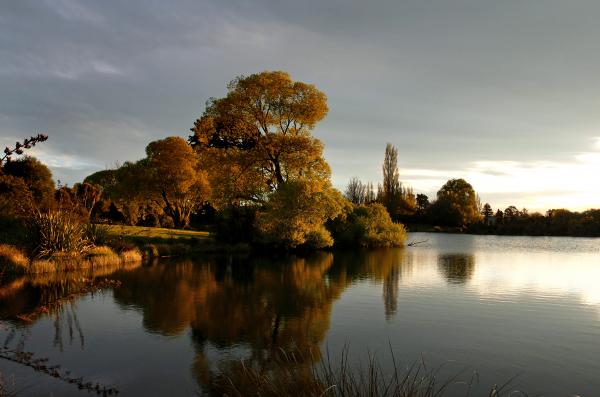 Evening light at the pond.