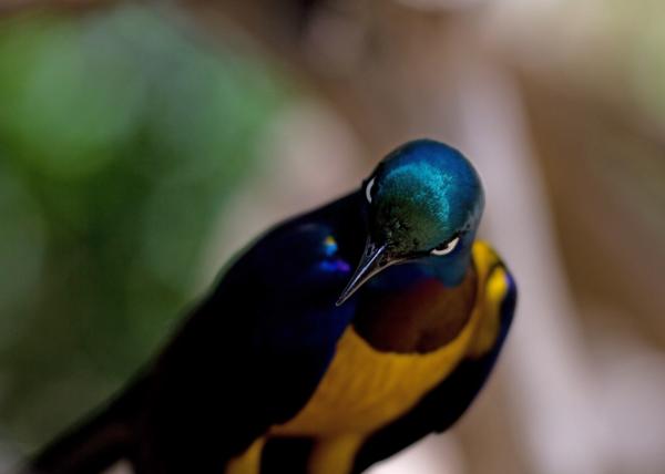 Evil looking bird