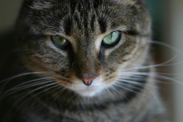 Evil Stare