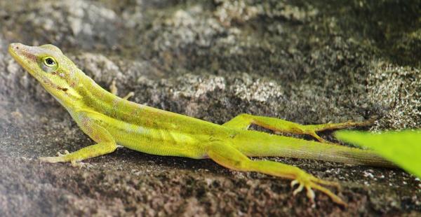 Excited anole