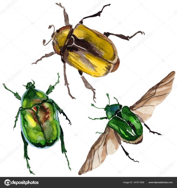 Exotic Beetle