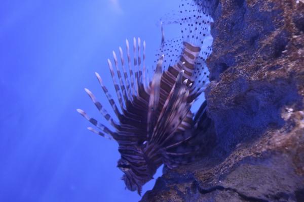 Exotic fish in the sea
