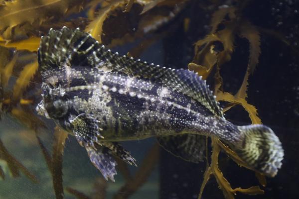 Exotic fish in the seaweed