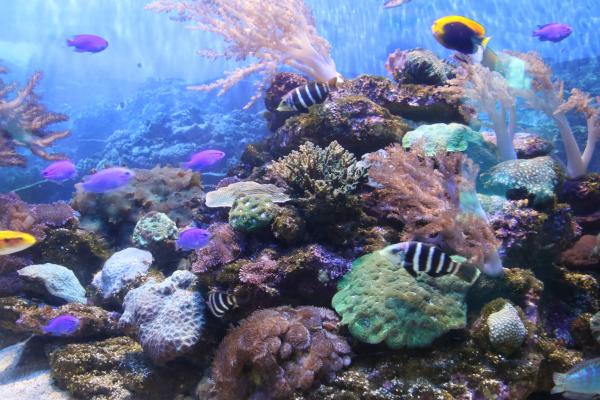 Exotic fish swimming in the sea