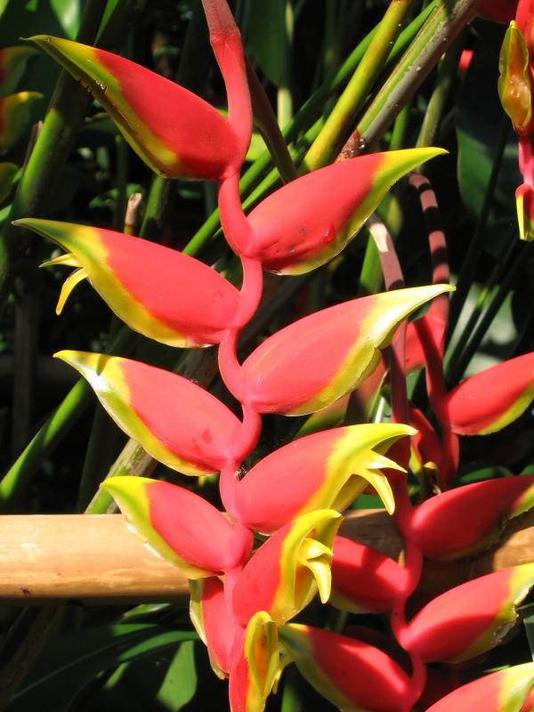 Exotic Flower