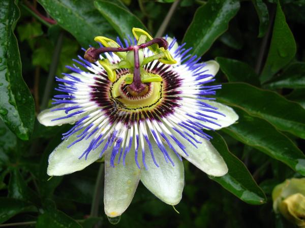 Exotic Flowers