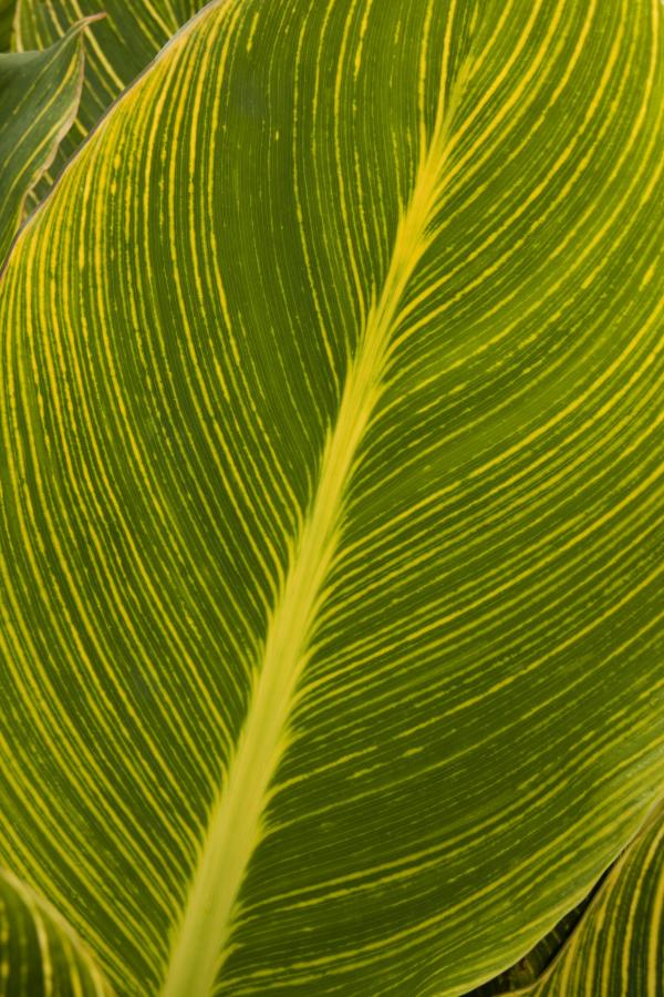 Exotic Leaf Texture