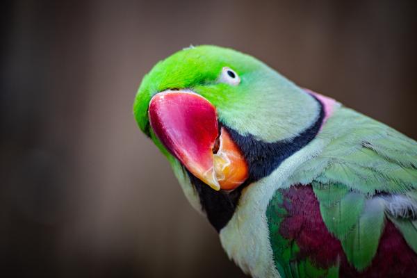 Extra bright parrot looks directly to the camera