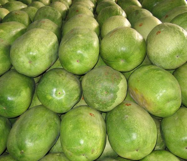 Extra Large  Watermelons
