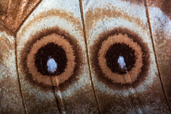 Eyes on Butterfly Wings