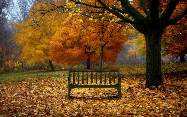 Fall Scene