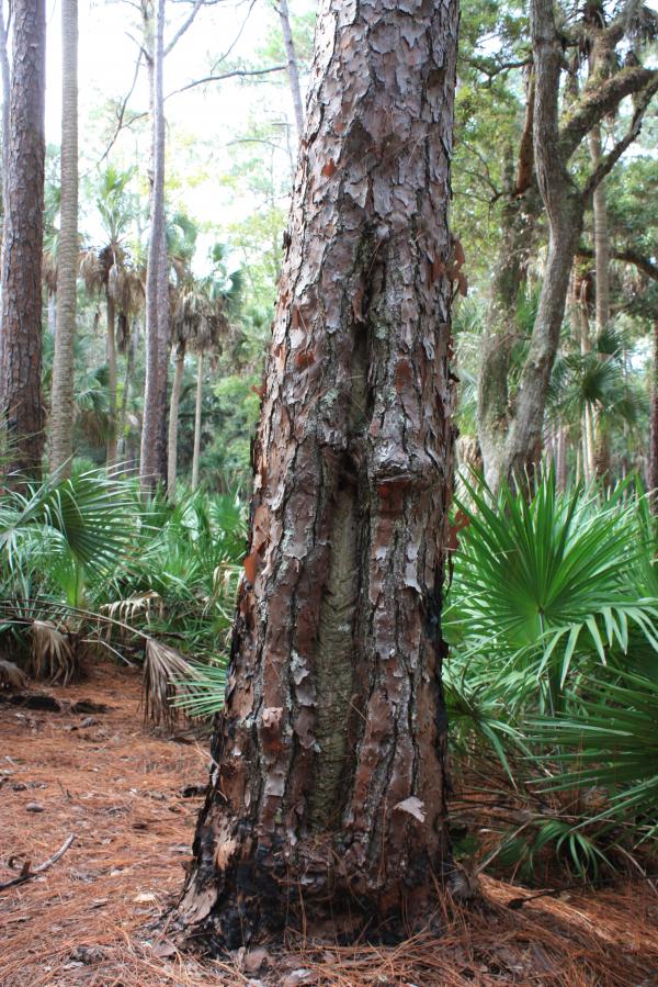 Faced Tree