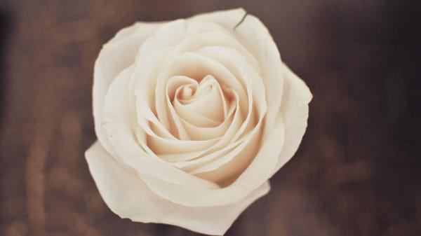 Faded Rose